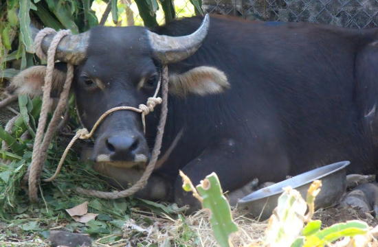 Trâu 'điên' húc 2 người ở xã biên giới Quảng Trị bị thương