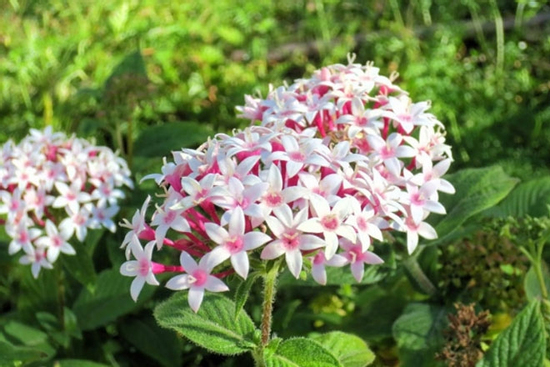 Hết tháng Giêng, hết khổ: 3 con giáp thu lộc dồn dập, may mắn ngập tràn, giàu lên không ngừng, kiếm được tiền nhiều vô kể