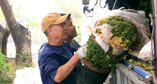 Cúc mâm xôi 'cháy hàng' ở Thanh Hóa, có nơi bán 1.000 chậu/ngày