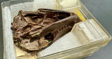 Sinh vật 250 triệu tuổi tiết lộ điều quan trọng về con người