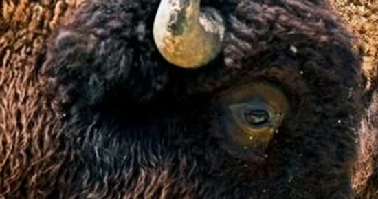 Loài vật quý hiếm bậc nhất hành tinh, tưởng tuyệt chủng bất ngờ 