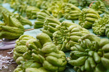 Mất mùa do bão lũ, phật thủ tăng giá mạnh dịp Tết Nguyên đán 2026