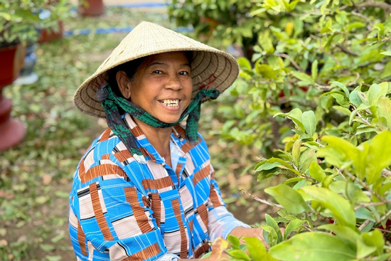 Người dân rủ nhau lặt lá mai thuê, kiếm tiền triệu tiêu Tết