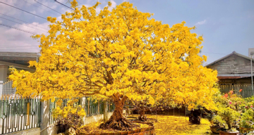 Chủ nhân cây mai cổ 10 tỷ nói lý do không muốn bán ‘hàng hiếm’