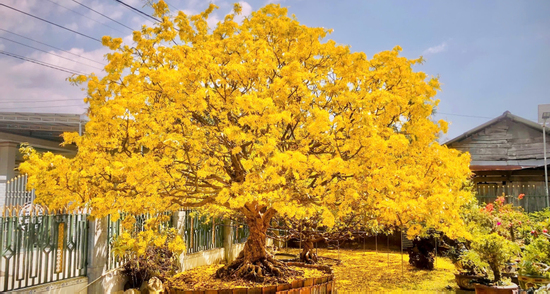 Chủ nhân cây mai cổ 10 tỷ nói lý do không muốn bán ‘hàng hiếm’