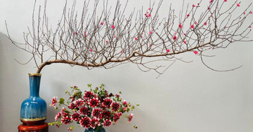 Mẹo chọn đào đẹp và phong thủy cho ngày Tết 2026