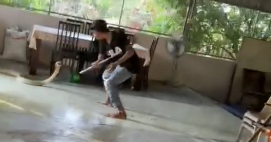 Người đàn ông dùng liềm chiến đấu với rắn hổ mang dài 2 mét