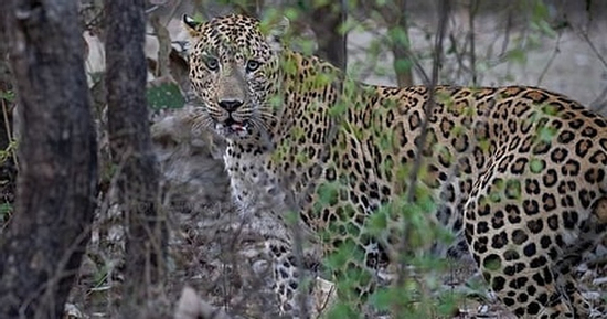 Người đàn ông giết chết báo dữ để cứu con trai