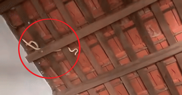 Nhìn lên mái nhà, chủ nhà phát hiện cảnh tượng 