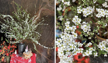 Bí quyết chăm sóc tuyết mai ra hoa đúng Tết Nguyên đán