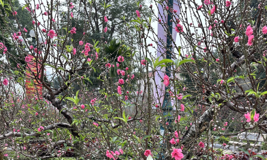 'Cụ' đào trăm năm tuổi, giá thuê 120 triệu đồng giữa phố Hà Nội