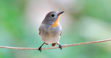 Những ngày sinh Âm lịch được cho là 'để phúc cho con'