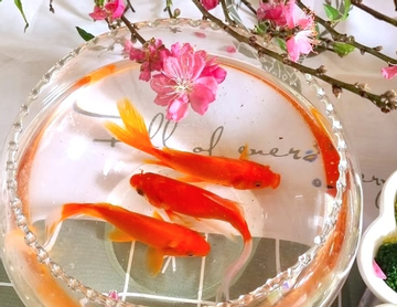 Vì sao chỉ cá chép mới đưa được Táo quân về trời?