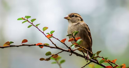 4 khung giờ sinh Âm lịch mang phúc khí, tuổi già đủ đầy, thong dong