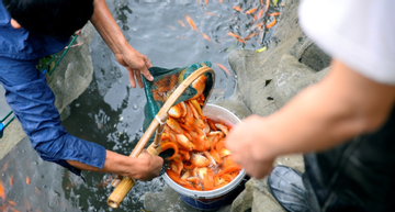 Bán cá chép đỏ dịp 'ông Công ông Táo', người dân Thanh Hoá đủ tiền ăn Tết