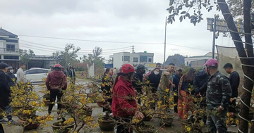 VIDEO: Nhiều người đến mua sau khi hay tin người từ Gia Lai ra Nghệ An bán mai Tết “bị lừa”