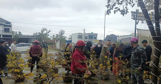 VIDEO: Nhiều người đến mua sau khi hay tin người từ Gia Lai ra Nghệ An bán mai Tết “bị lừa”
