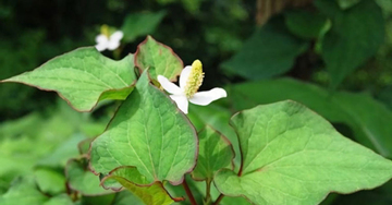 Loại rau gia vị phải ‘bịt mũi' khi ăn nhưng lợi tiểu, hỗ trợ thải độc gan