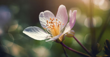 Giờ sinh Âm lịch của người dễ làm nên chuyện lớn khiến gia tộc nở mày nở mặt