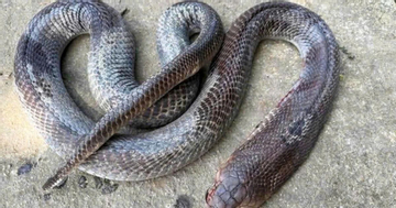 Kinh hãi cảnh cụ ông 79 tuổi cụt hai tay, kẹp rắn hổ mang “khủng” đi giữa đường