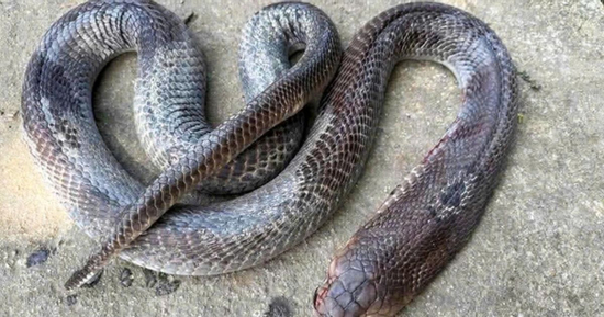 Kinh hãi cảnh cụ ông 79 tuổi cụt hai tay, kẹp rắn hổ mang “khủng” đi giữa đường