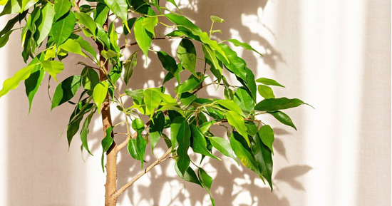 5 loại cây cảnh nhiều người khuyên không nên đặt trong nhà