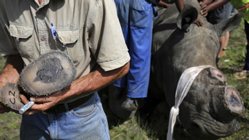 Chu Đăng Khoa bị bắt ở Nam Phi vì buôn lậu sừng tê giác: Bộ Ngoại giao lên tiếng