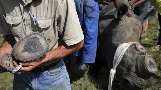 Chu Đăng Khoa bị bắt ở Nam Phi vì buôn lậu sừng tê giác: Bộ Ngoại giao lên tiếng