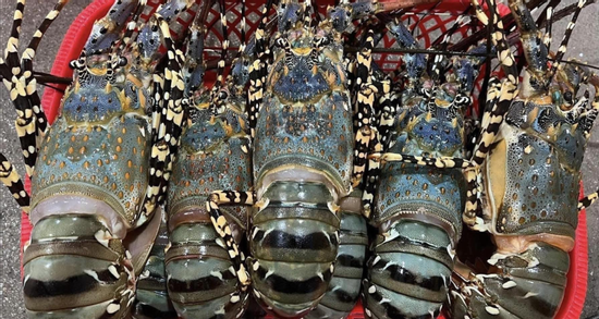 Trung Quốc tăng mua đột biến, Việt Nam bán 'hải sản nhà giàu' ôm về gần 7.000 tỷ