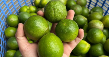 Uống nước chanh trị gout 3 tuần, người đàn ông trẻ phải chống nạng vào viện