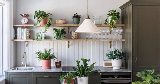 Để loại cây cảnh này trong bếp vừa giúp không gian có thêm sinh khí, vừa hút tài lộc