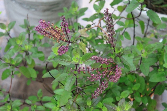 Việt Nam có “nữ hoàng thảo mộc”, bổ ngang nhân sâm lại chỉ được trồng làm cảnh