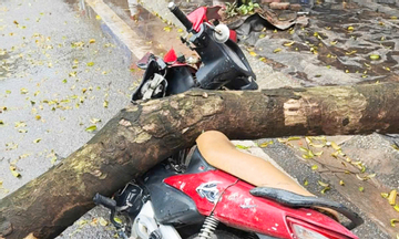 Cây xanh bật gốc đè trúng người đi xe máy ở Hà Nội