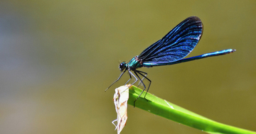 Ngày sinh Âm lịch cát tường: Trẻ nhiều thử thách, về già an vui như ý