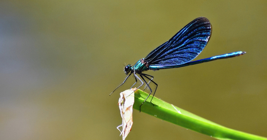 Ngày sinh Âm lịch cát tường: Trẻ nhiều thử thách, về già an vui như ý