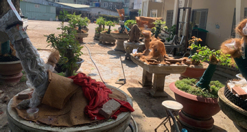 Chủ nhân 42 cây mai vàng ở Côn Đảo lần đầu lên tiếng về quyết định tịch thu cây