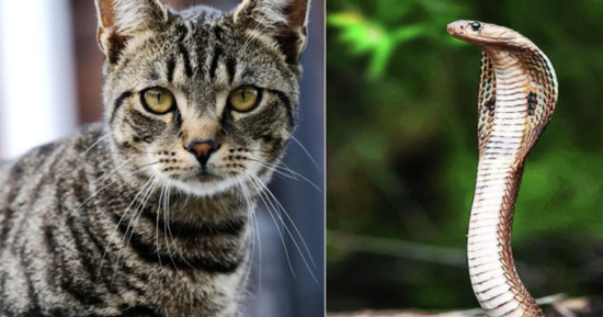 Nhà có 1 trong 4 cặp đôi con giáp này: Tiền bạc kéo đến, giàu sang 3 đời