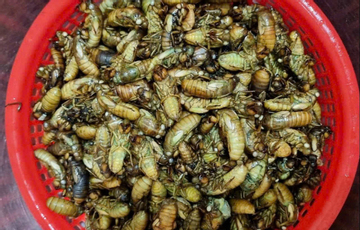 Dân vùng cao TP Huế đêm khuya vào rừng săn 'lộc trời' thu bạc triệu mỗi ngày