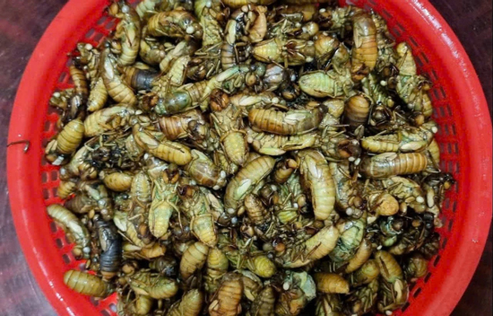 Dân vùng cao TP Huế đêm khuya vào rừng săn 'lộc trời' thu bạc triệu mỗi ngày