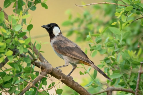 Số cuối ngày sinh Âm lịch dự báo tài lộc ở tuổi trung niên