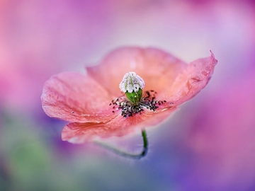 Bước qua tháng 3 âm lịch, 3 con giáp gặp dữ hóa lành, vươn tới giàu sang, suôn sẻ đủ đường, ngồi mát đếm tiền