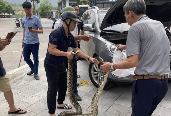 Lào Cai: Chủ xe Hyundai Tucson kinh hãi phát hiện trăn khổng lồ trong khoang máy