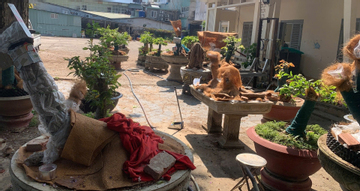 Diễn biến mới vụ 42 cây mai bị tịch thu ở Côn Đảo: Trả lại 21 gốc cho chủ sở hữu