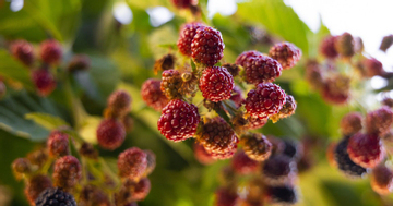 4 loại rau quả giàu selen giúp 'giải độc' gan tự nhiên