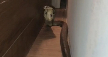 Cặp đôi phát hiện rắn hổ mang bò trong phòng ngủ khách sạn: Khoảnh khắc tỉnh giấc gây ám ảnh