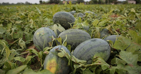 Dưa được mùa, chín đầy ruộng nhưng người trồng vẫn lo 