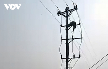 Nam sinh lớp 8 ở Nghệ An tử vong do điện giật