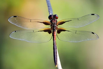 3 khung giờ sinh Âm lịch của đàn ông bị cho là 