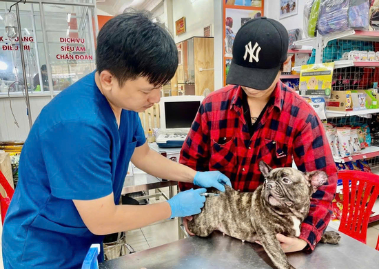 Cảnh báo bệnh dại và thói quen chết người