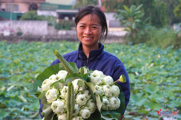 Sen nở sớm, vợ chồng ở Nghệ An lội bùn hái tới 500 bông/ngày, thu tiền triệu